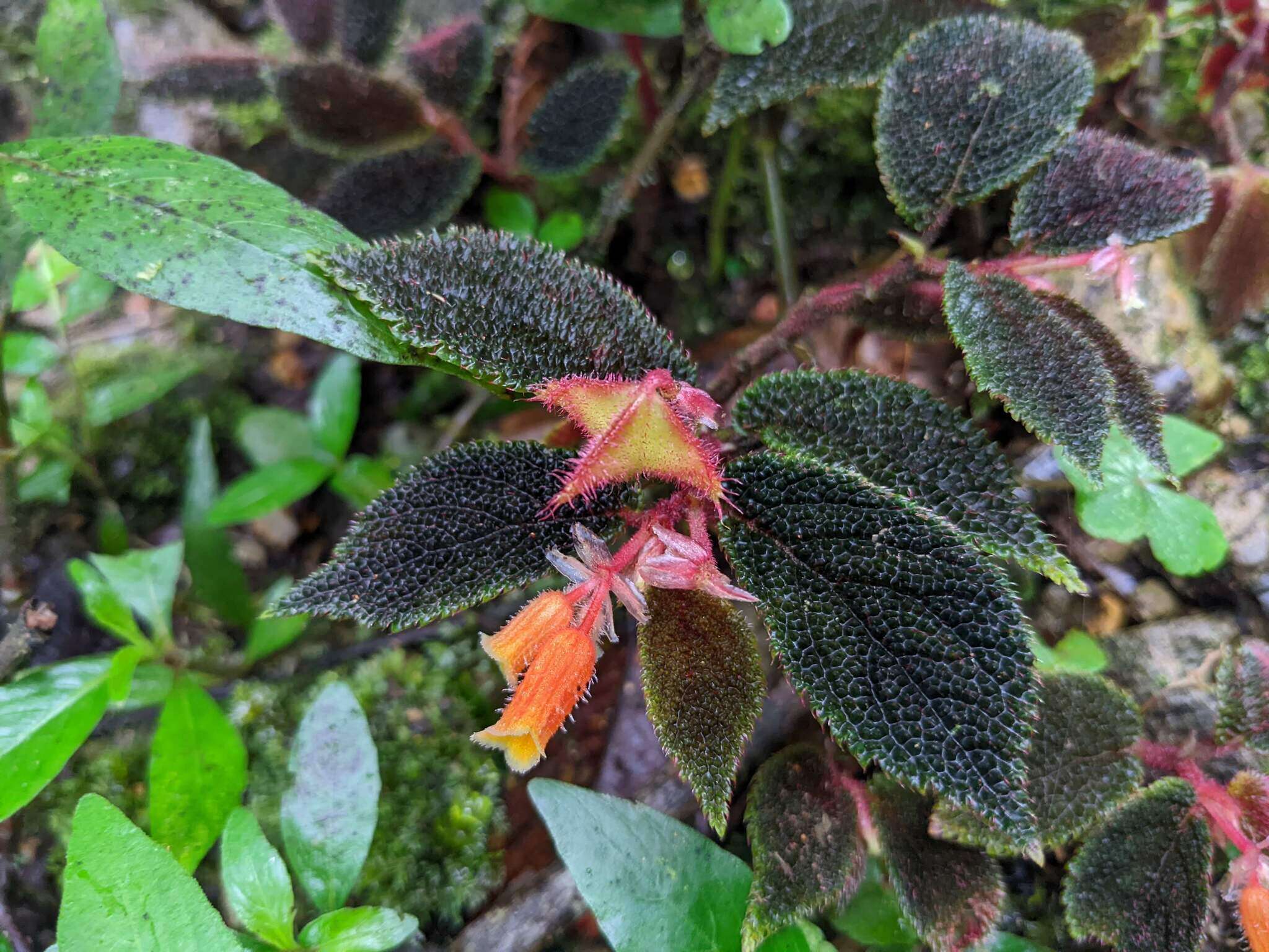 Слика од Begonia lehmannii (Irmsch.) L. B. Sm. & B. G. Schub.