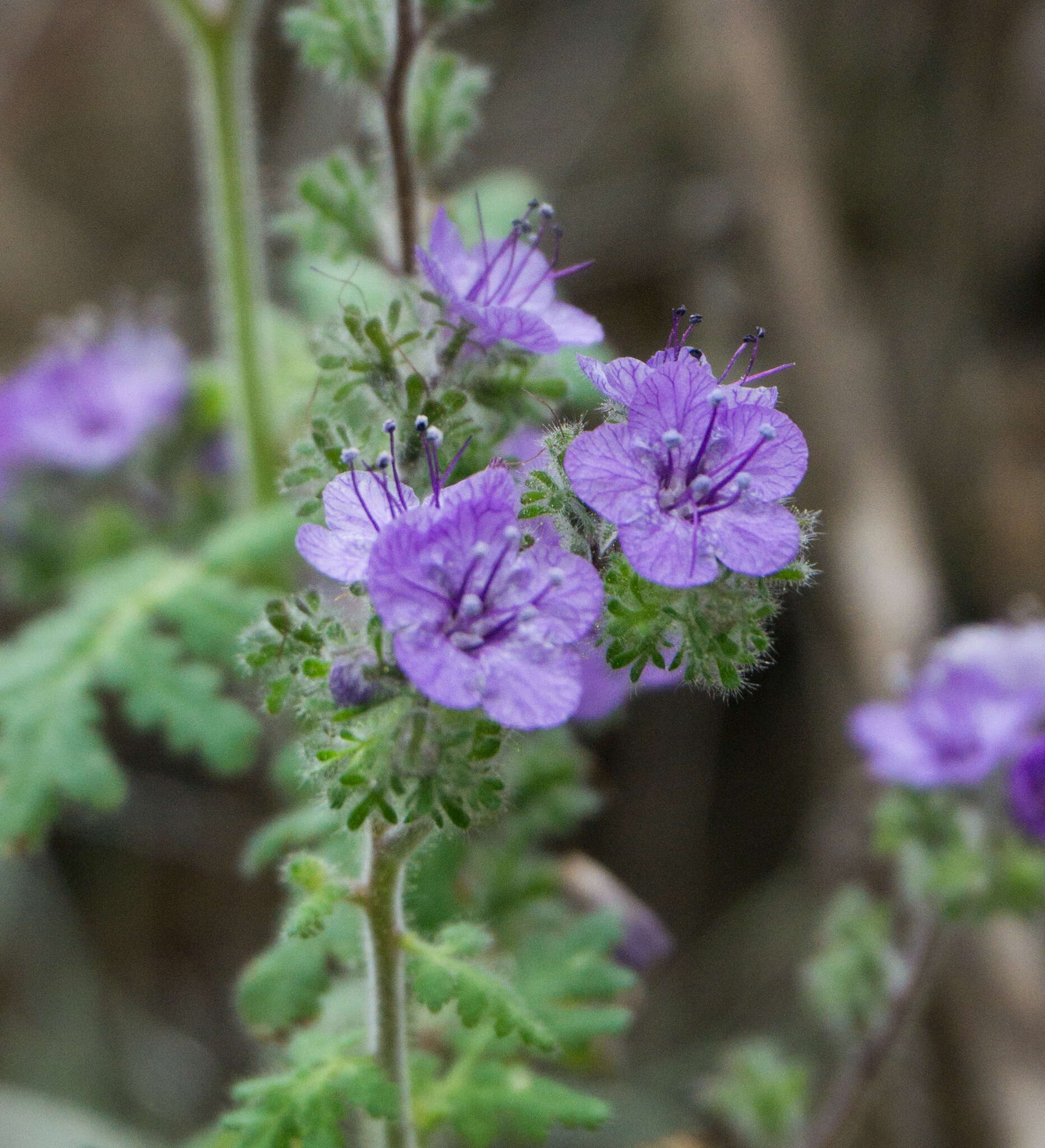 Imagem de Phacelia floribunda Greene