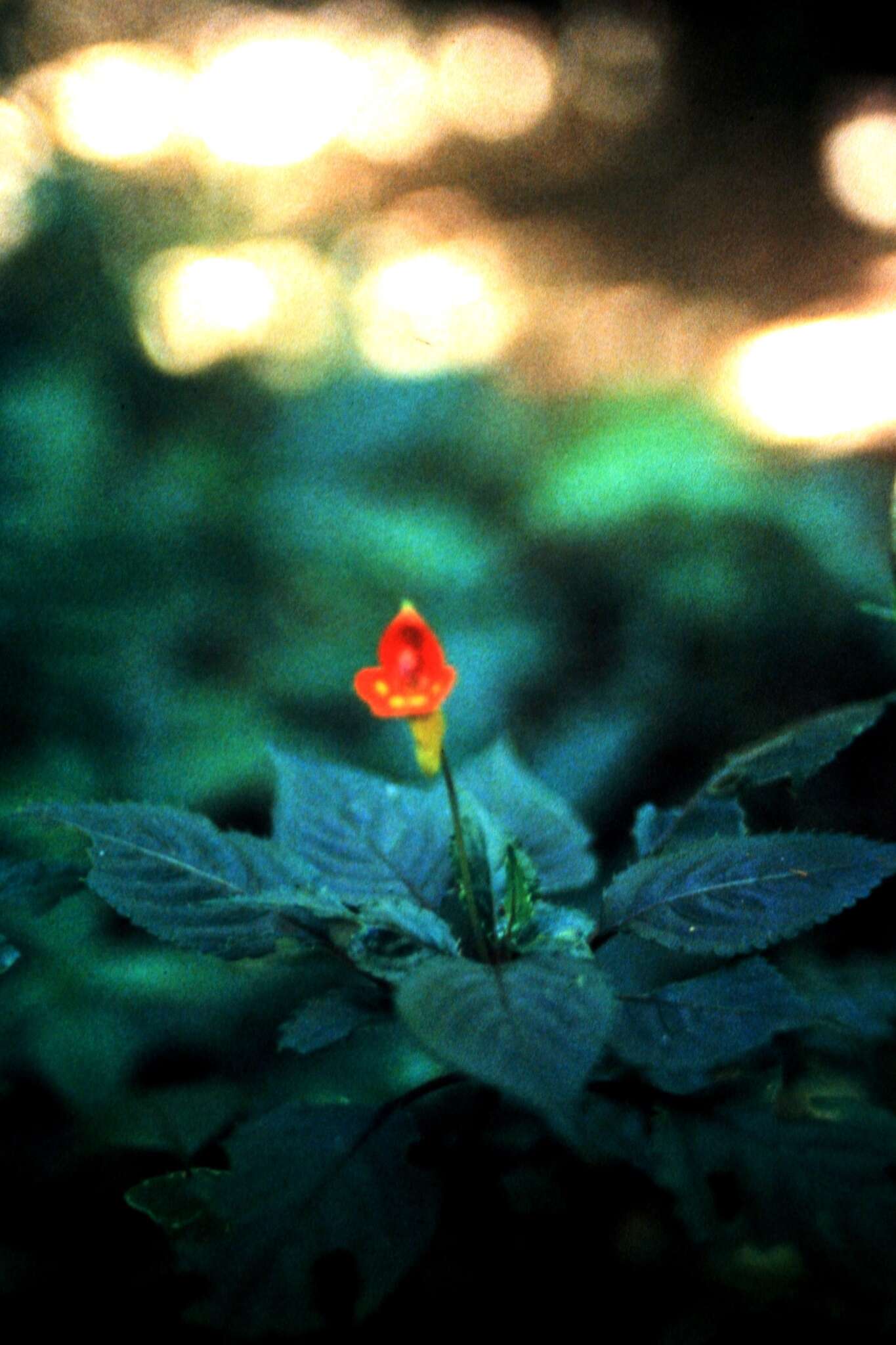 Image of Impatiens kilimanjari Oliver