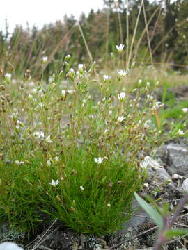 Imagem de Sabulina verna subsp. hercynica (Willk.) Dillenb. & Kadereit