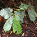 Image of Dorstenia kameruniana Engl.