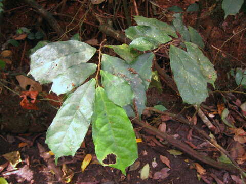 Image of Dorstenia kameruniana Engl.