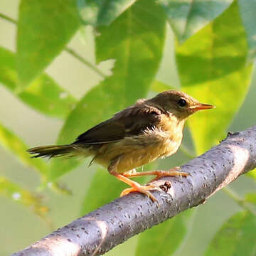 Geothlypis trichas (Linnaeus 1766) resmi