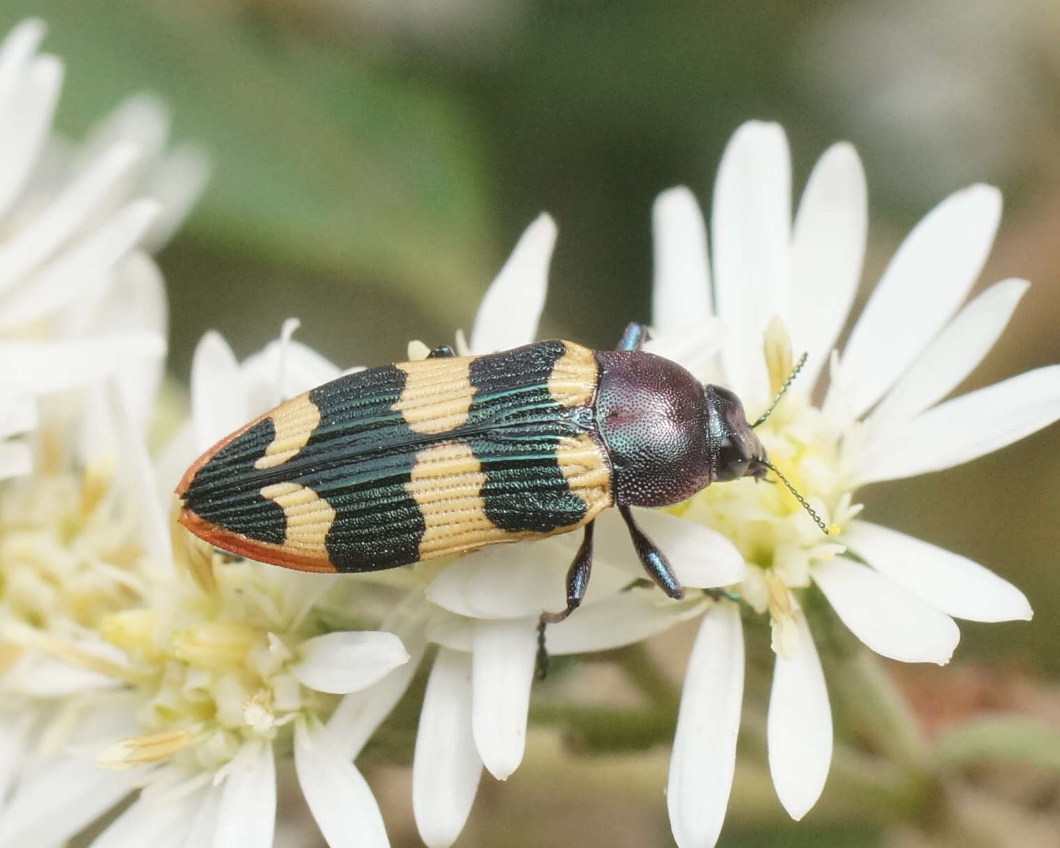 Image of Castiarina interstitialis (Carter 1931)