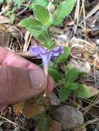 Imagem de Ruellia caroliniensis var. heteromorpha (Fern.) R. W. Long