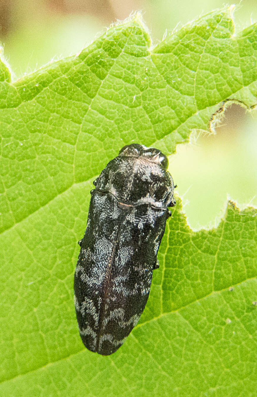 Image of Coraebus rubi (Linnaeus 1767)