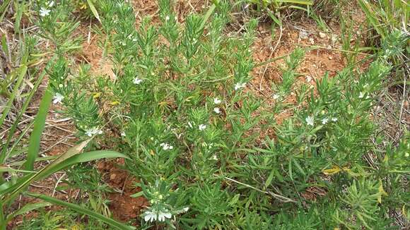 Image de Teucrium trifidum Retz.