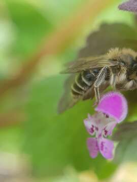 Image of Andrena ovatula (Kirby 1802)