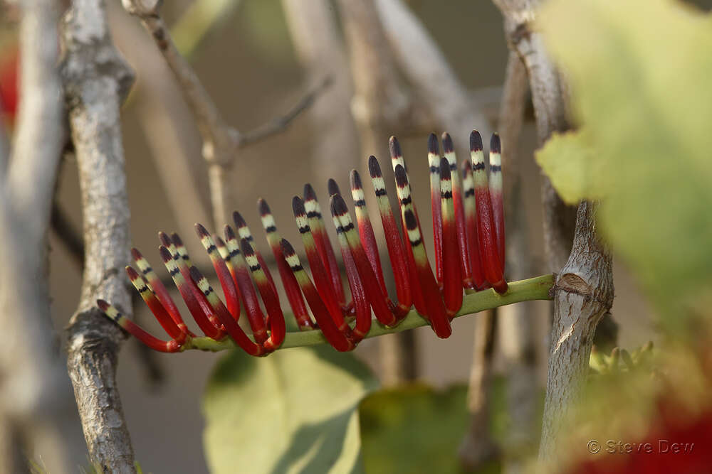 Decaisnina signata (F. Müll. ex Benth.) Tieghem的圖片