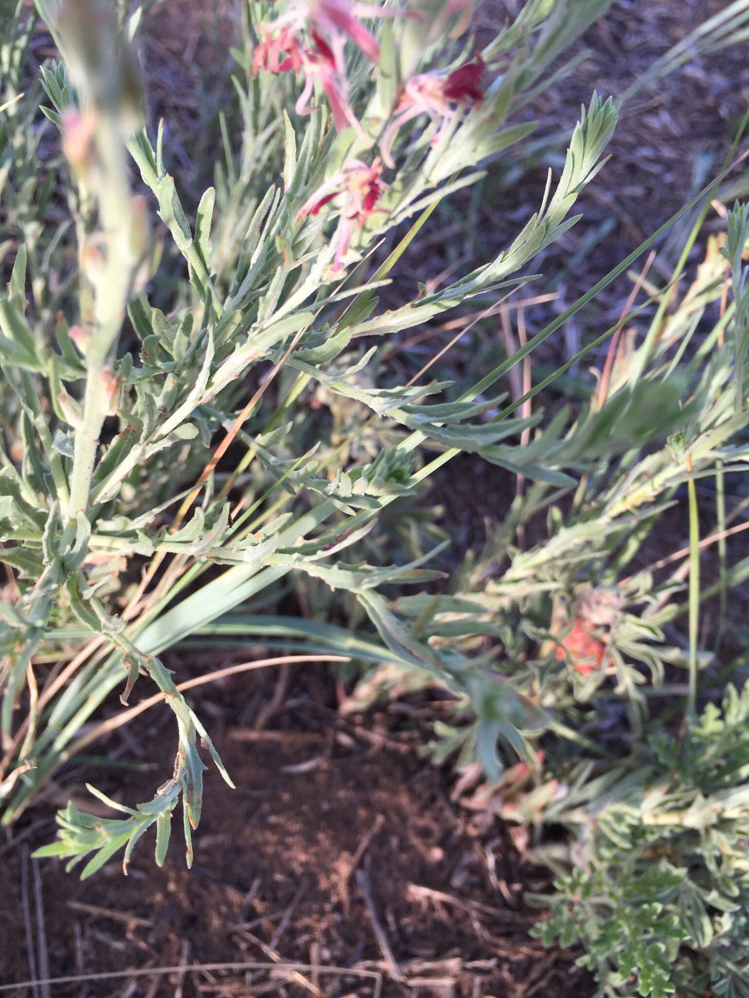 Oenothera suffrutescens (Ser.) W. L. Wagner & Hoch resmi