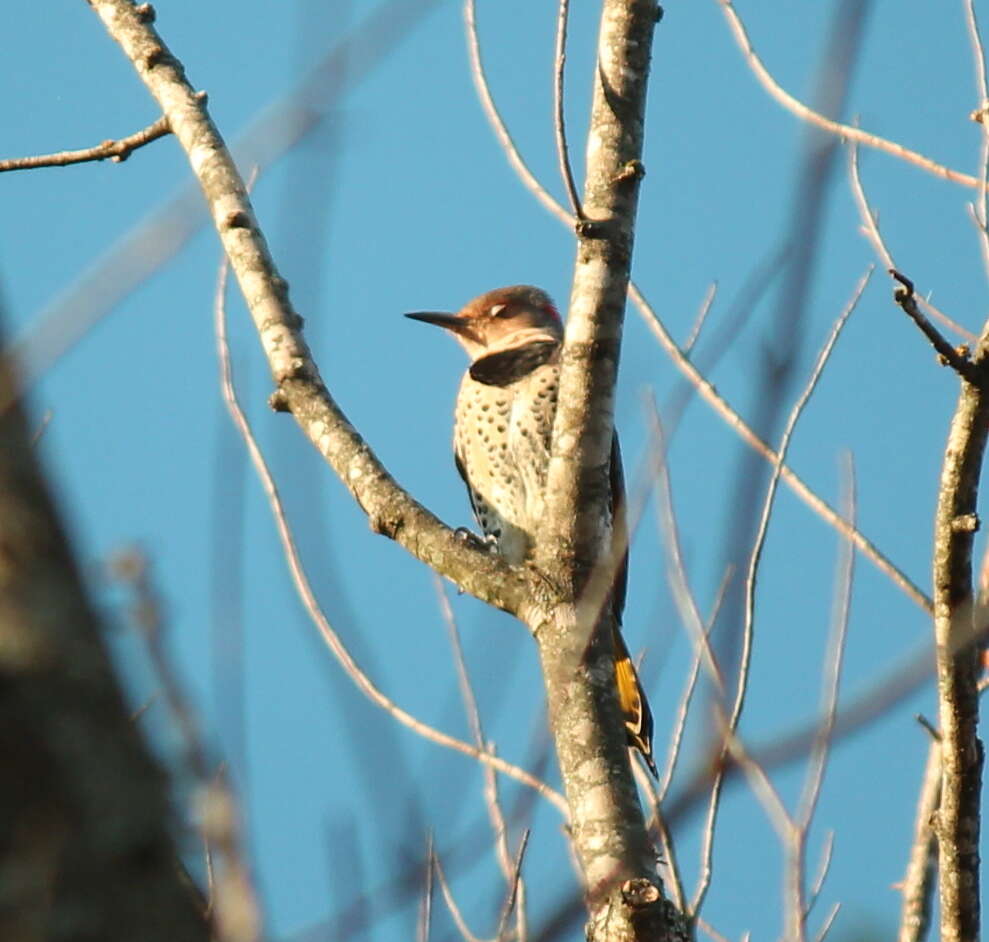 Image of Northern Flicker