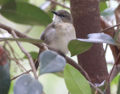 Imagem de Gerygone magnirostris Gould 1843