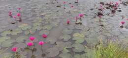Image of Hairy Water Lily