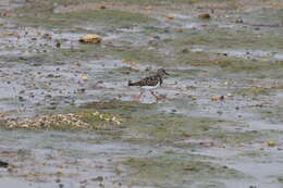 Image of Arenaria interpres interpres (Linnaeus 1758)