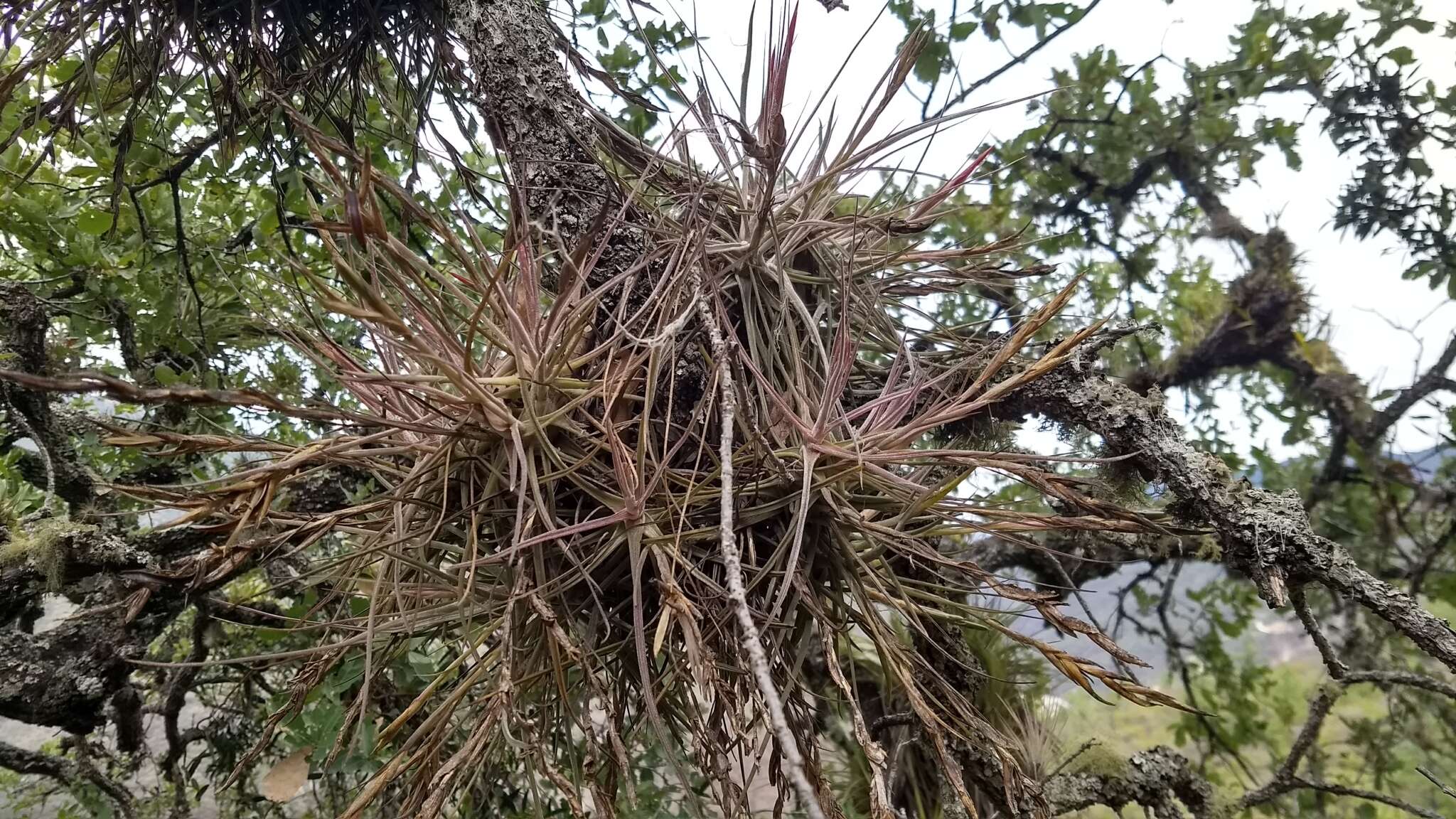 Слика од Tillandsia schiedeana Steud.