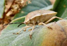 Image of Uhler's Stink Bug