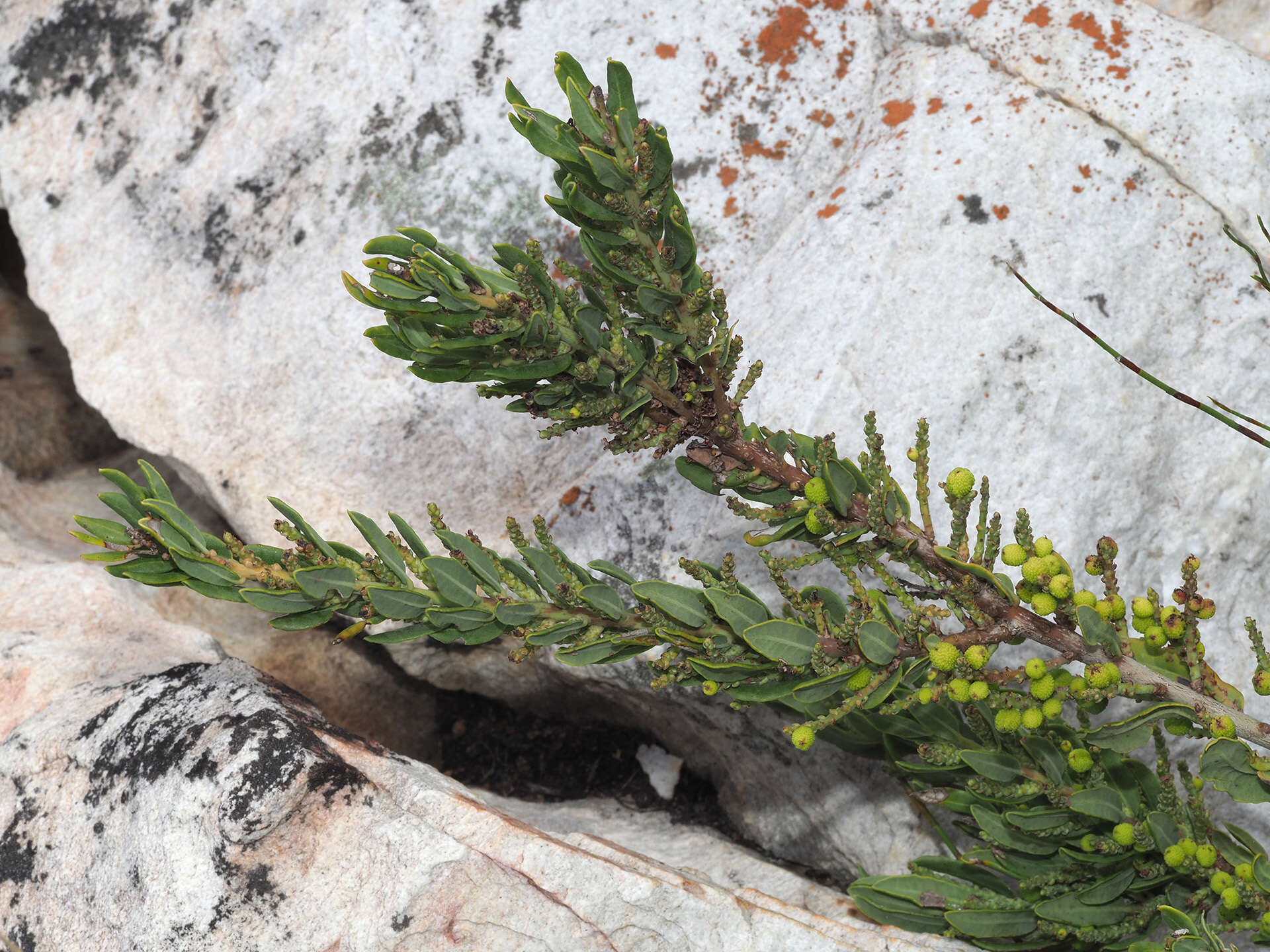 Image of Morella humilis (Cham. & Schltdl.) D. J. B. Killick