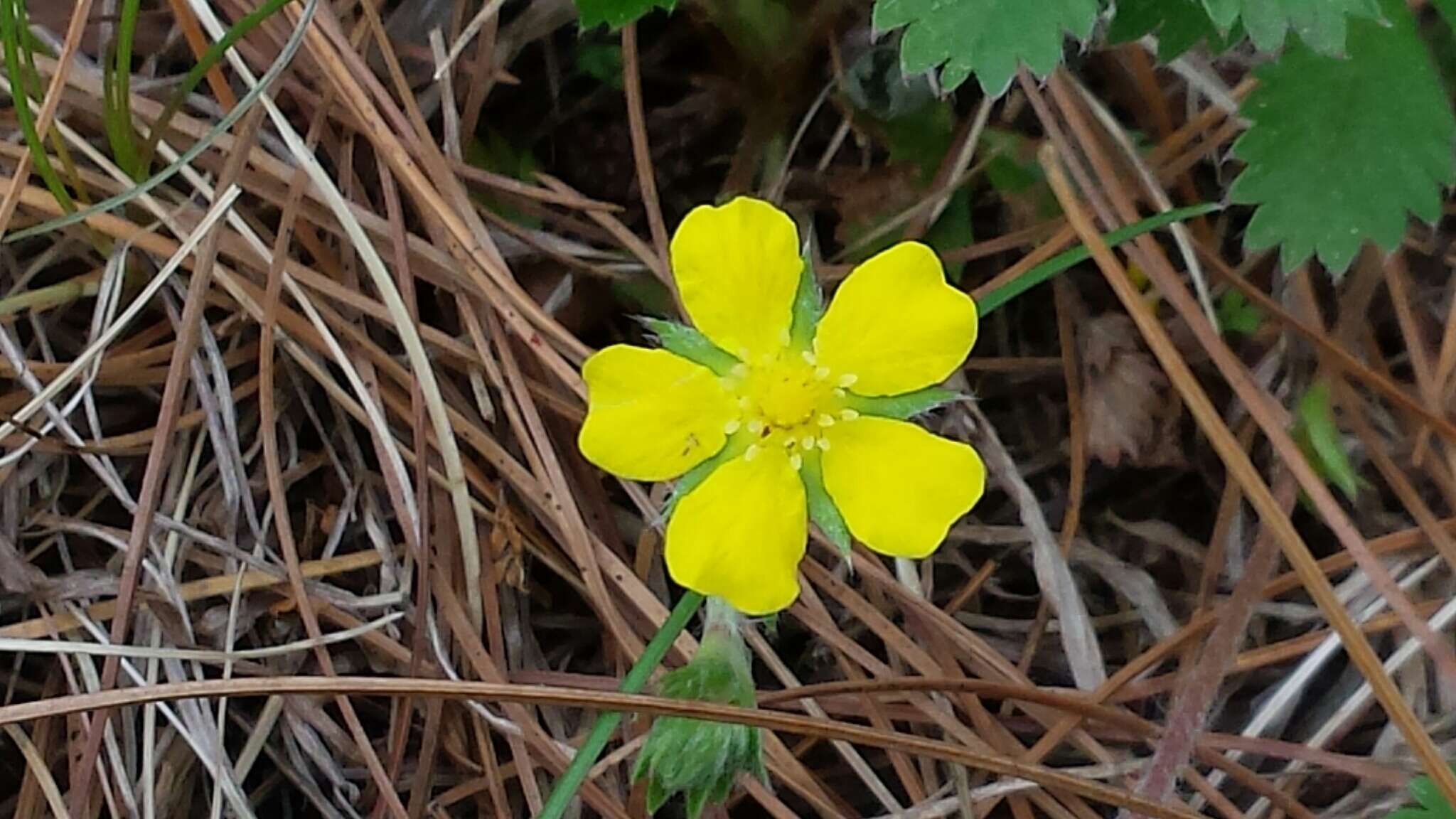 Image of dwarf cinquefoil