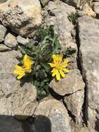 Crepis terglouensis (Hacq.) A. Kerner resmi