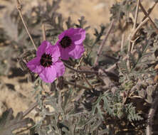 Sivun Erodium crassifolium (Forsk.) L'Hér. kuva