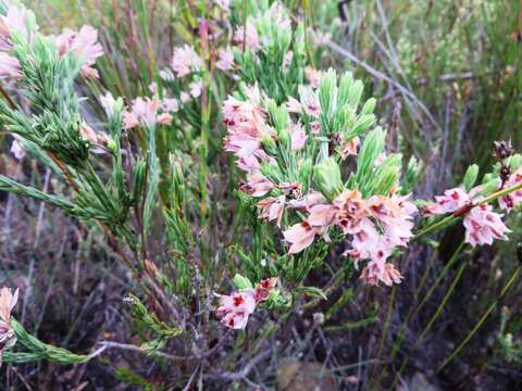 Image of Erica taxifolia