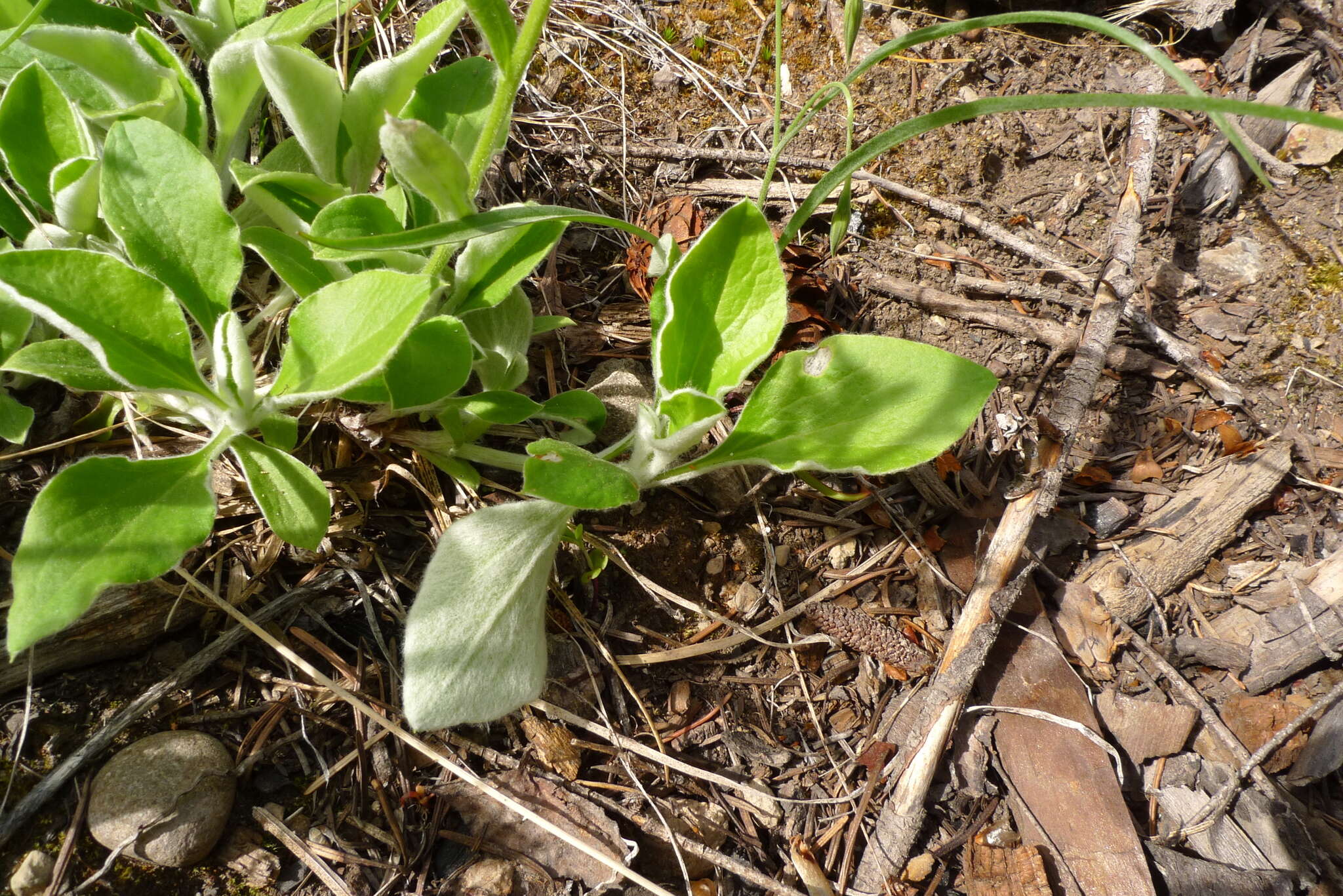 Imagem de Antennaria racemosa Hook.