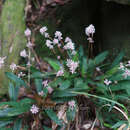 Image of Carex scaposa C. B. Clarke