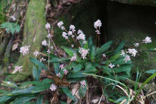 Imagem de Carex scaposa C. B. Clarke