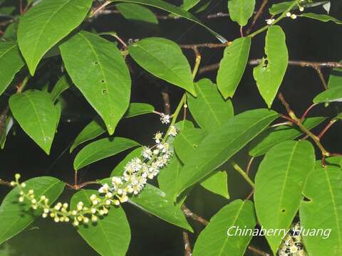 Image de Prunus obtusata Koehne