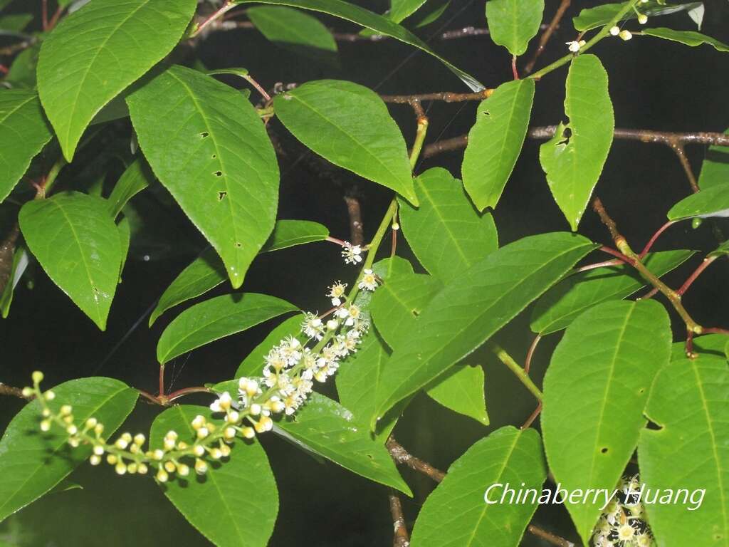 Imagem de Prunus obtusata Koehne