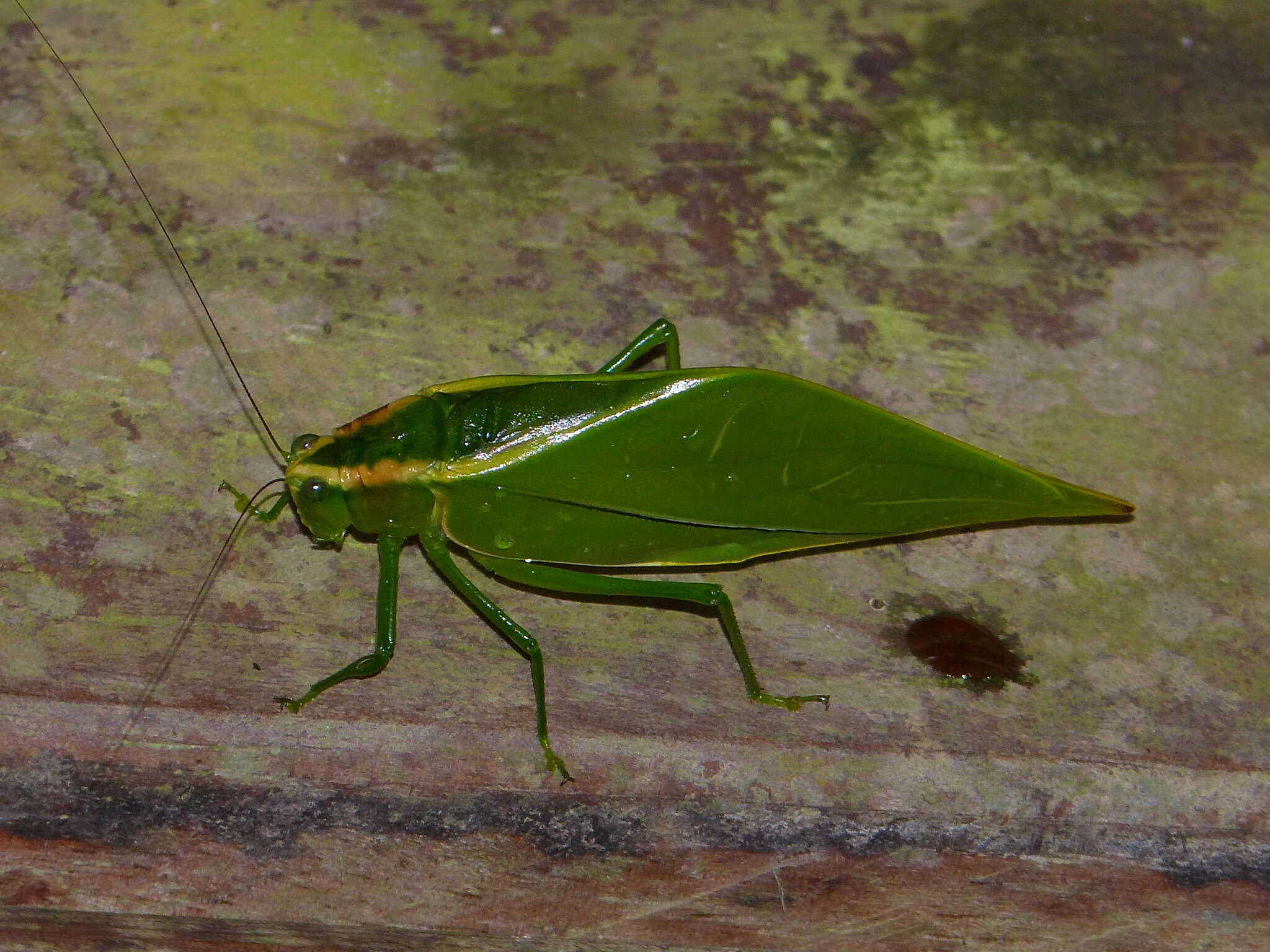 Image of Acropsis tectiformis (Brunner von Wattenwyl 1878)