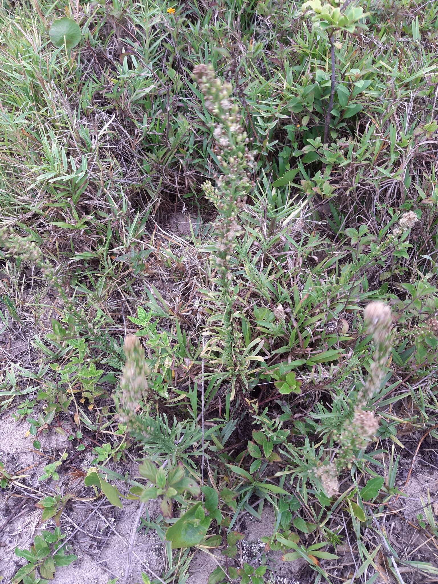 Erigeron blakei Cabrera resmi