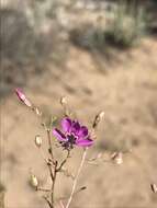 Image of Baja California ipomopsis