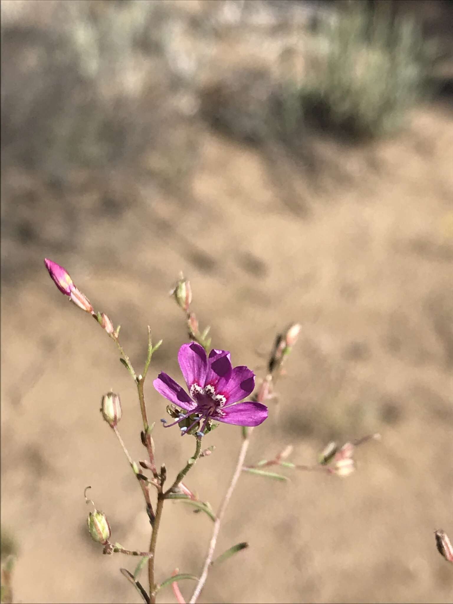 Image of Baja California ipomopsis