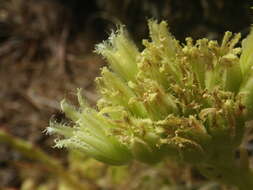 Imagem de Sempervivum globiferum subsp. allionii (Jord. & Fourr) H.