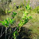 Image of Osteospermum grandiflorum DC.