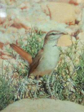 Image of Rufous Scrub Robin