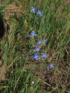 Image of Heliophila coronopifolia L.