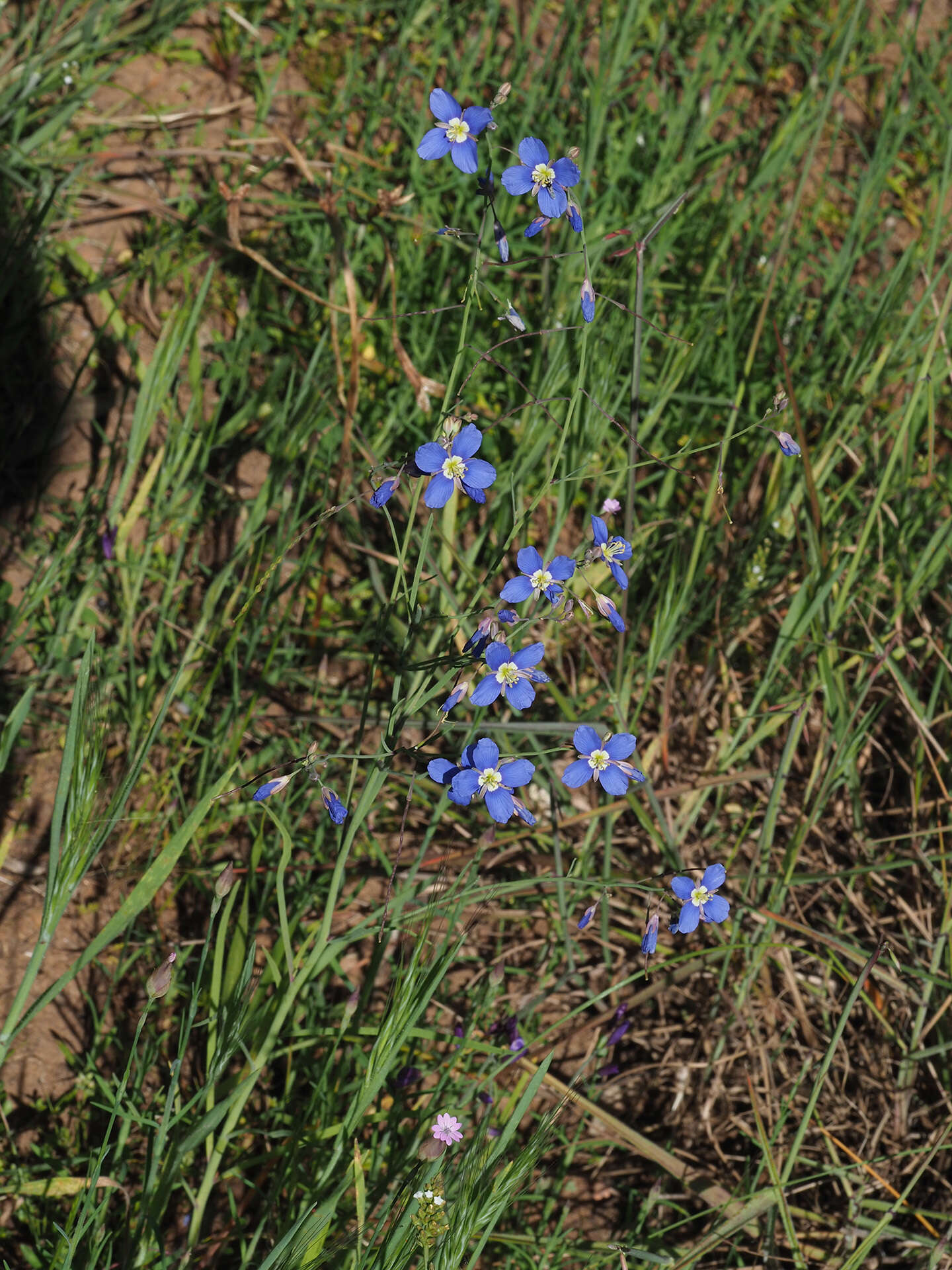 Image of Heliophila coronopifolia L.