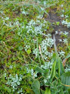 Imagem de Hesperevax sparsiflora (A. Gray) Greene