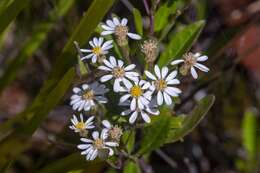 Image of Sticky daisy bush