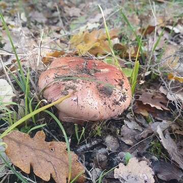 Слика од Cortinarius rufo-olivaceus (Pers.) Fr. 1838