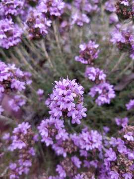 Imagem de Thymus villosus L.