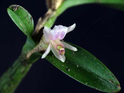 Plancia ëd Scaphyglottis prolifera (R. Br.) Cogn.