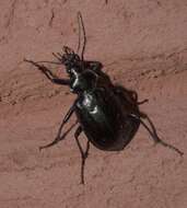 Слика од Calosoma (Carabosoma) marginale Casey 1897