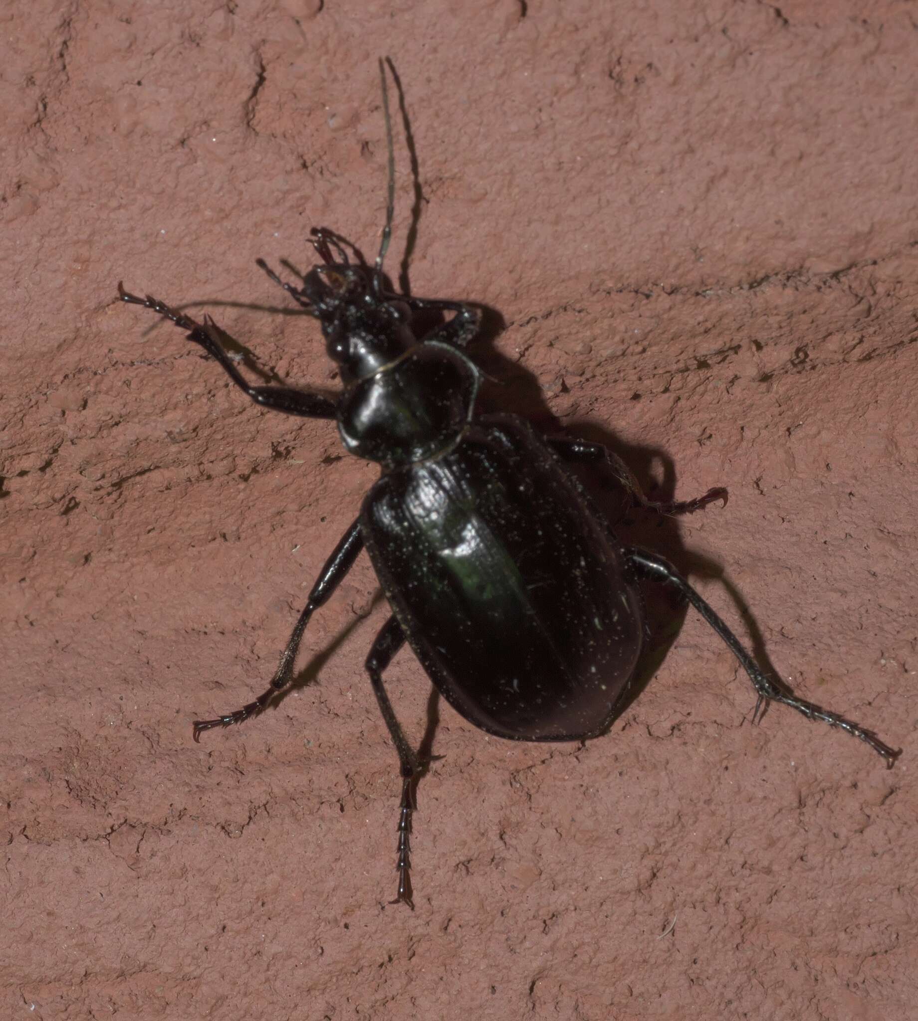 Слика од Calosoma (Carabosoma) marginale Casey 1897