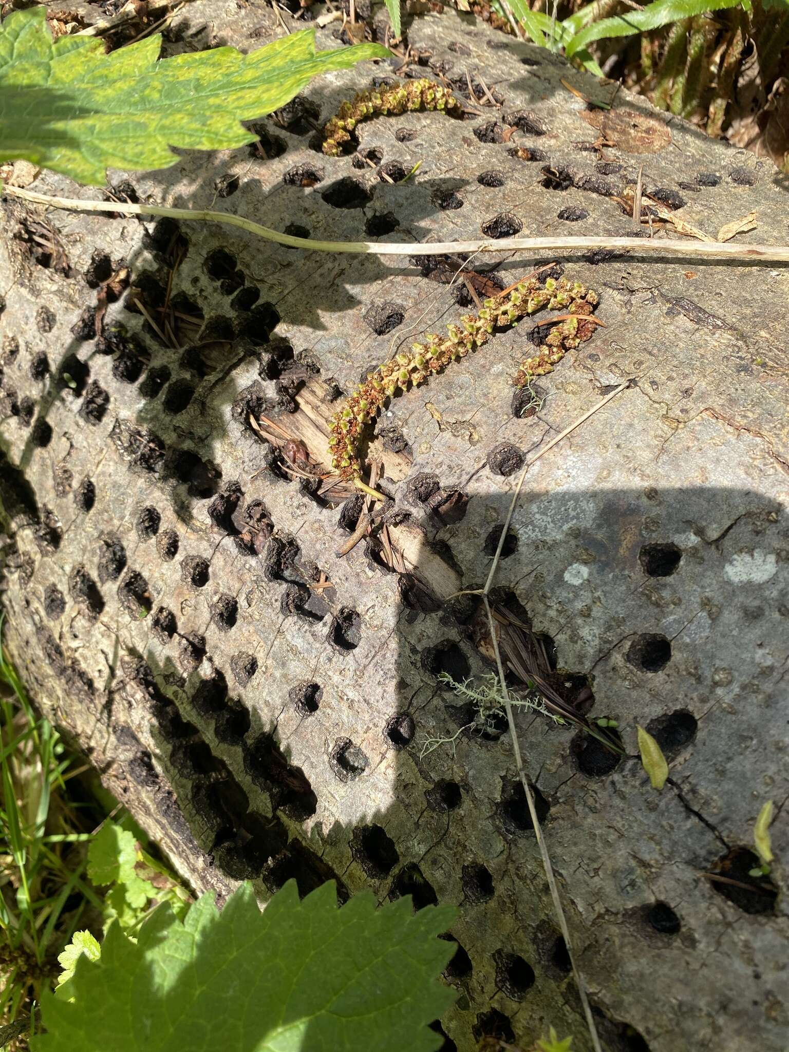 Слика од Sphyrapicus ruber ruber (Gmelin & JF 1788)