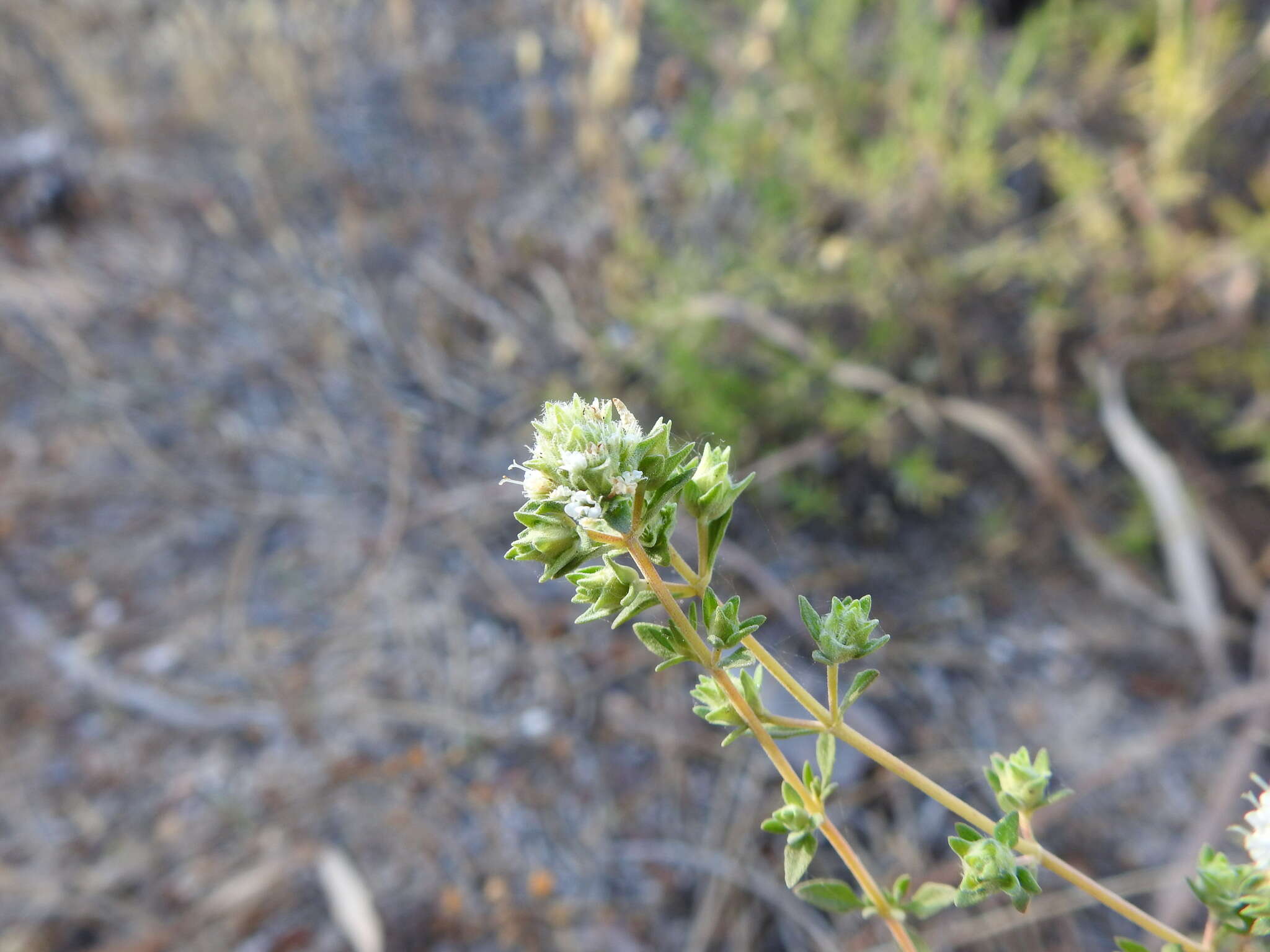 Image of Thymus albicans Hoffmanns. & Link