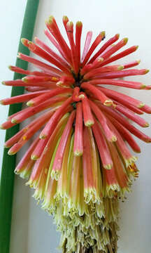 Kniphofia uvaria (L.) Oken resmi