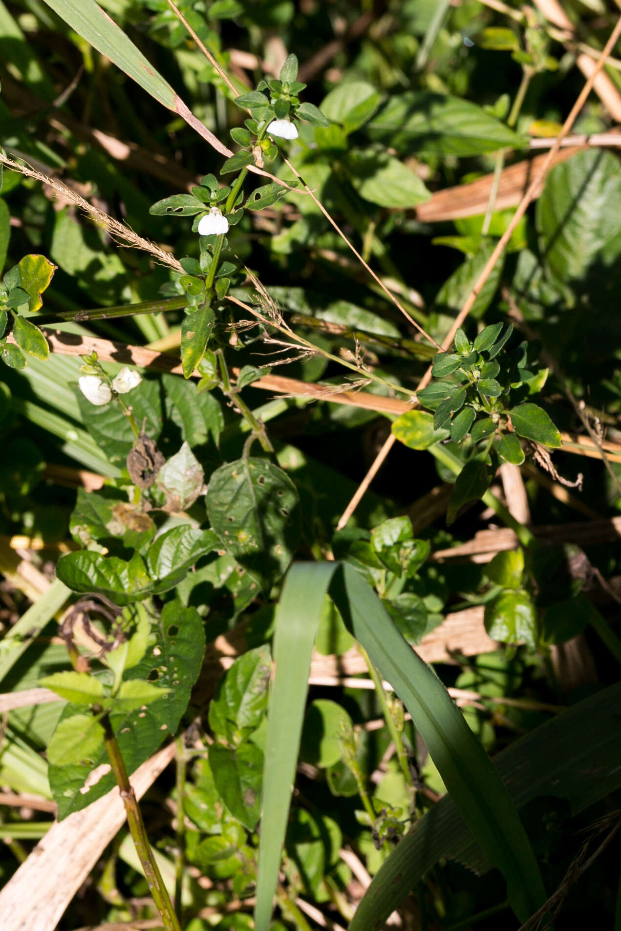 Image of Justicia protracta (Nees) T. Anders.